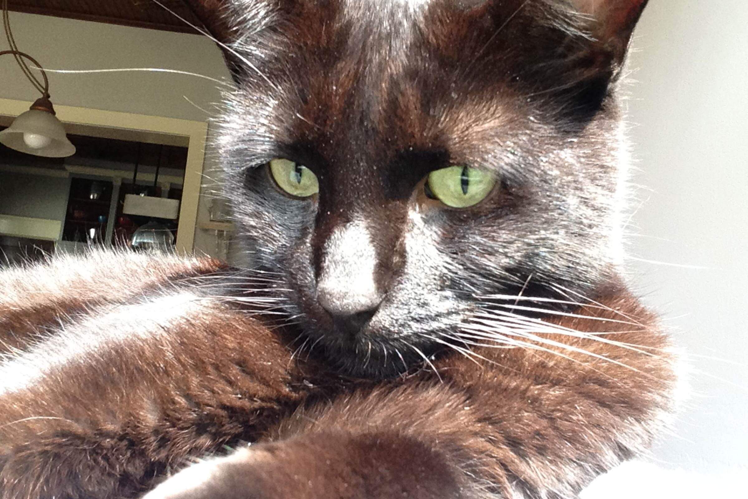 close up of black cat in the sun