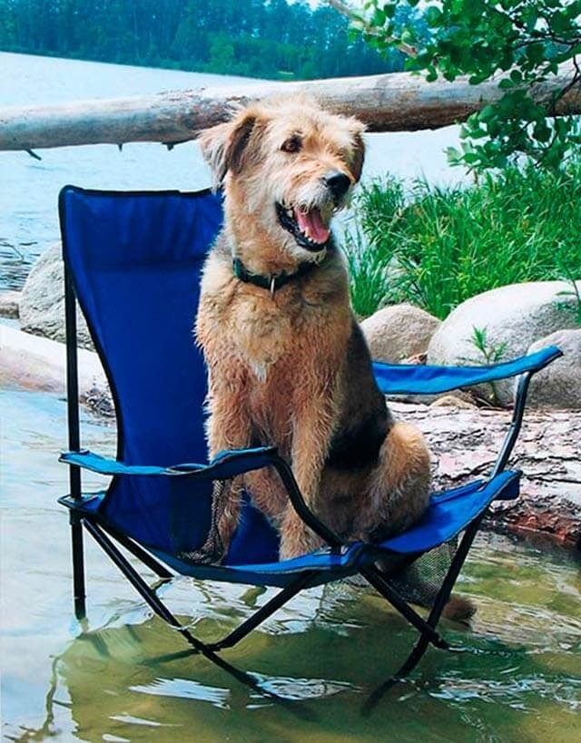 dog sitting in a folding camp chair in the lake