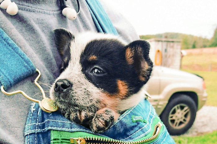 small dog sticking out the top of a person's overalls