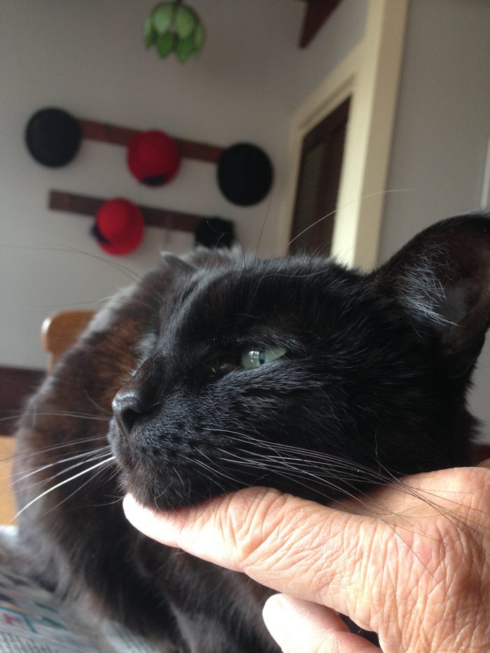 A black cat with her chin being scratched.