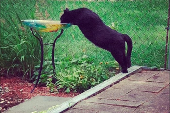 cat drinking out of a bird bath