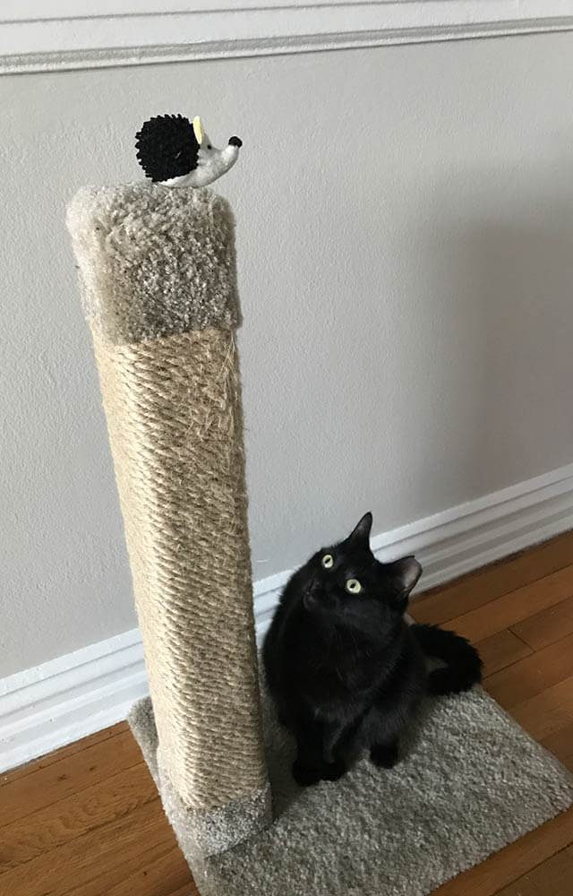 black cat looking up a scratching pole at a toy hedgehog at the top