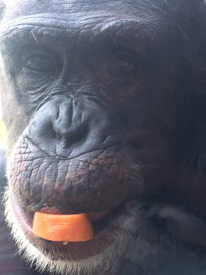Gorilla eating a carrot slice