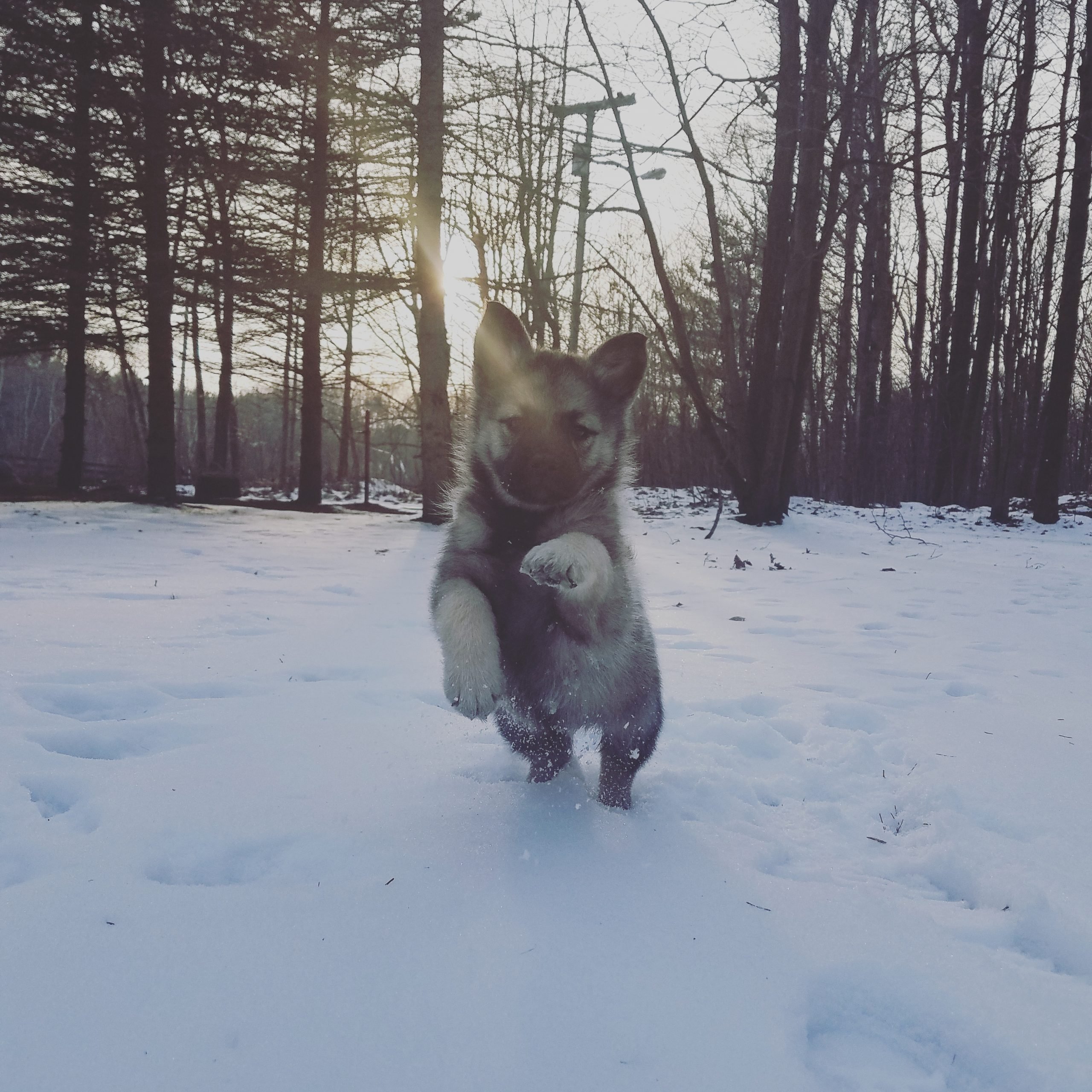 puppy running towards the camera in the snow