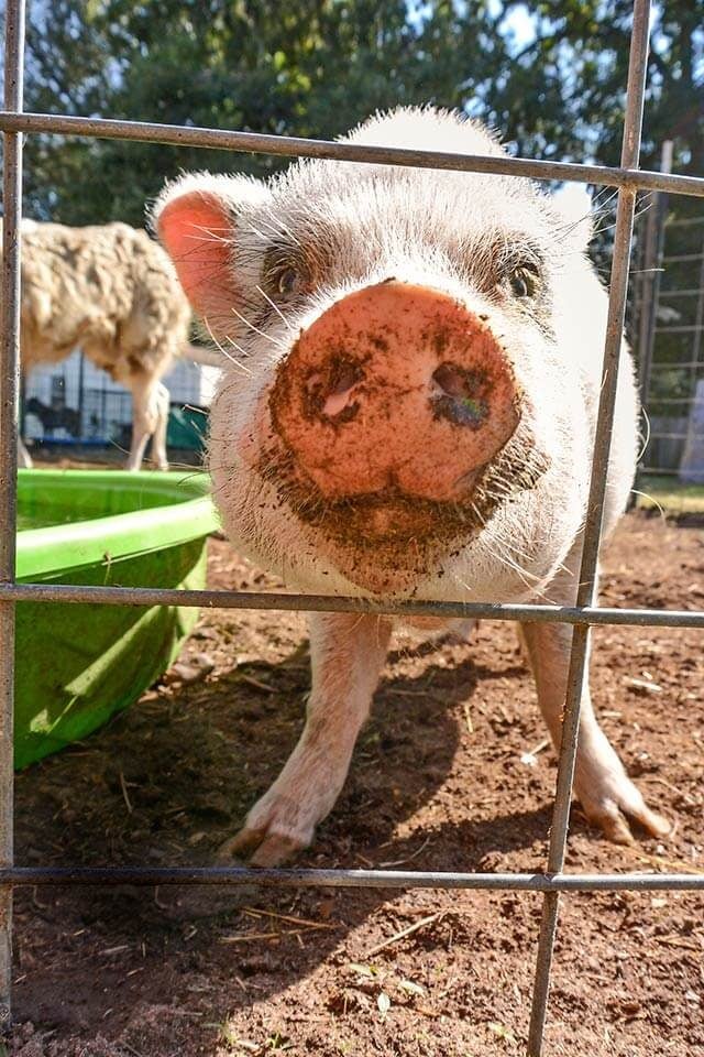 pig looking at the camera through the fence