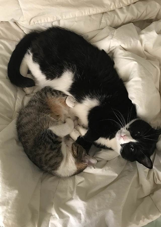 two cats cuddling in bed