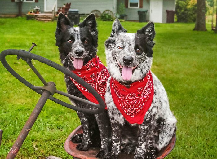 two medium sized dogs sitting on old farm equipment with matching red bandanas