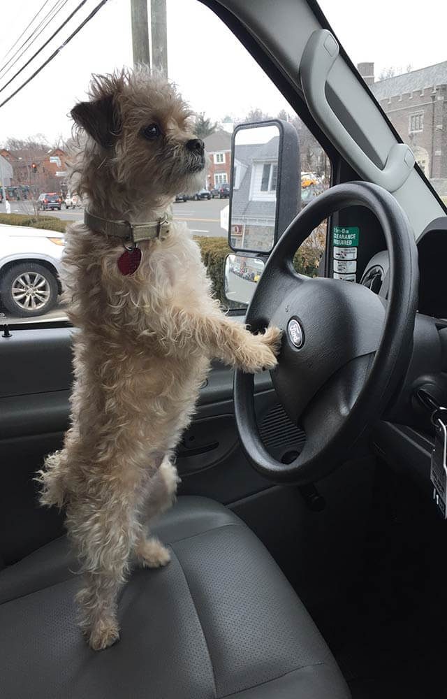 small dog standing in the drivers seat of a car with his paw on the steering wheel looking out the windshield