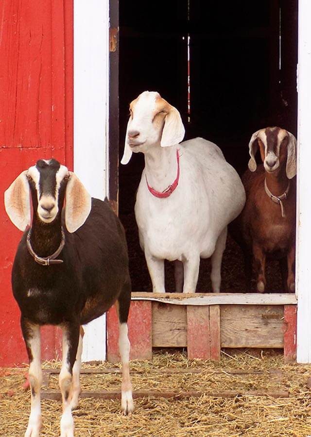 three goats standing near the barn door
