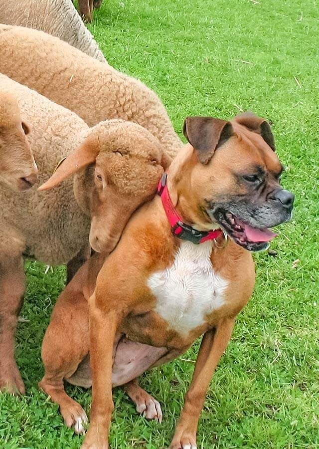 sheep snuggling a dog with its face