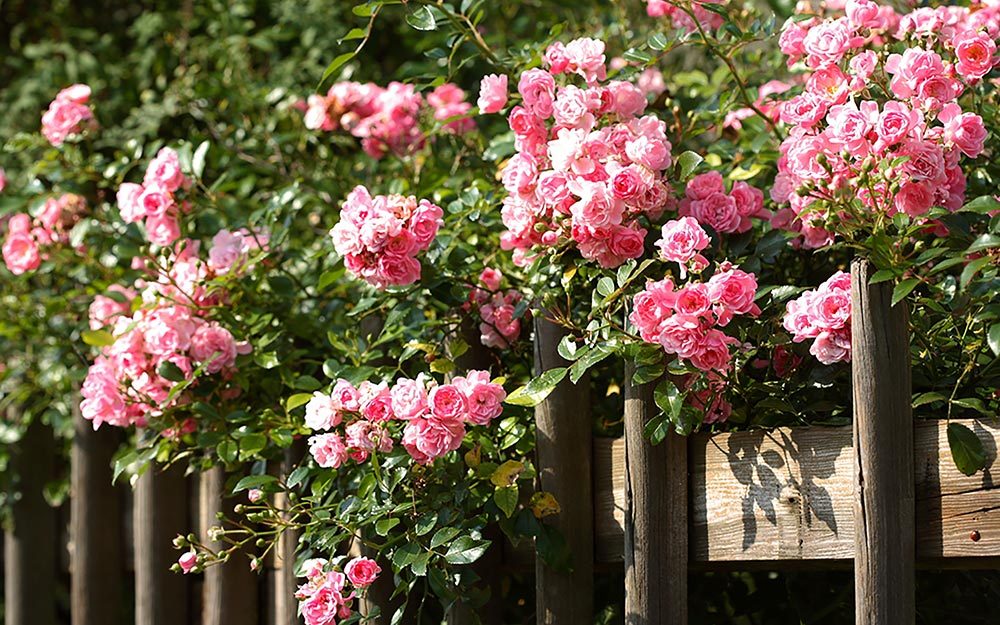 Rose Garden Secrets From Master Gardeners Reader S Digest