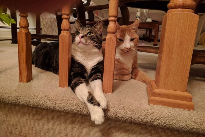 two cats behind the spindles of a bannister