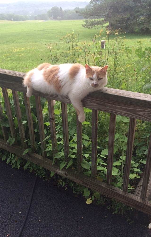 cat laying on the bannister railing of the deck on a foggy day