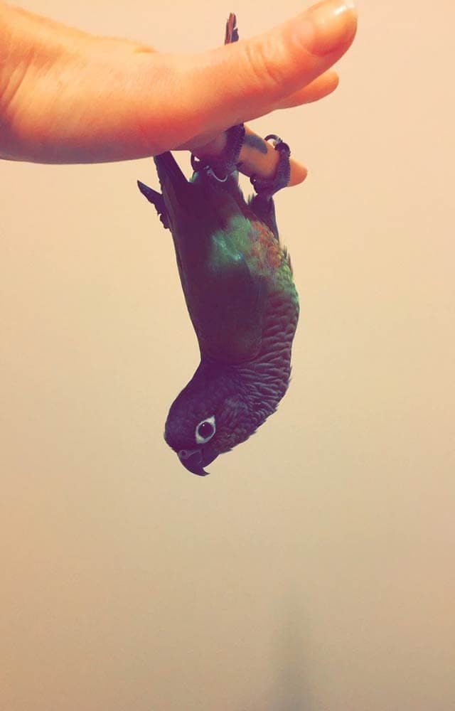small bird hanging upside down off a person's hand