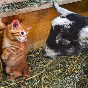 orange kitten and black and white goat eye each other closely