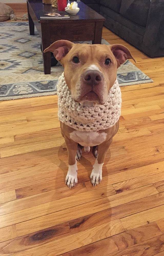 dog wearing a knit neck warmer