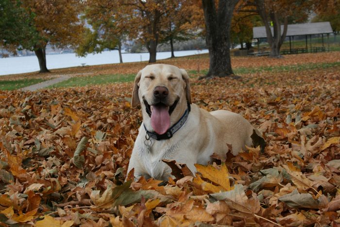 happy cream-colored dog smiling and sitting in a pile of leaves at the park