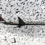 What Happens When a Plane Collides with a Flock of Birds?