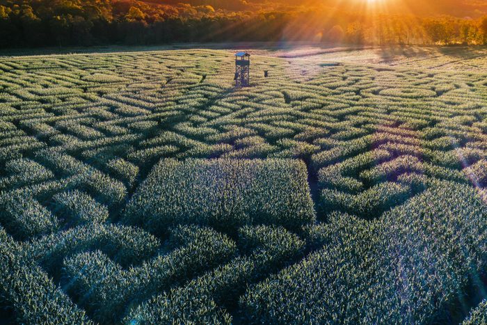 The Huge Halloween's Corn Maze In Pennsylvania, Poconos Region