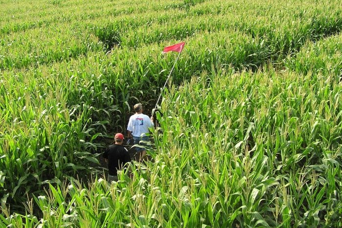 Treinen Farm corn maze