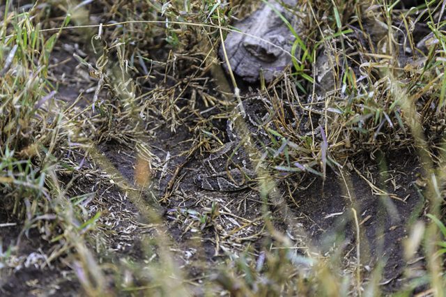 Camouflaged Animals: Can You Spot These Animals? | Reader's Digest