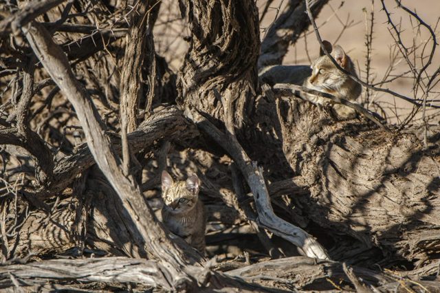 Camouflaged Animals: Can You Spot These Animals? | Reader's Digest