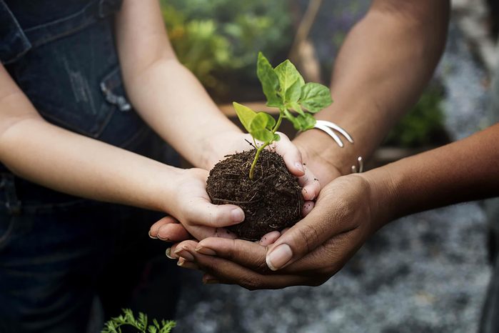 two hands planting a tree