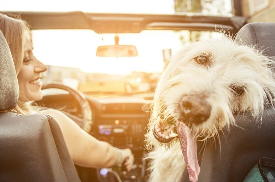 If-You-Live-In-This-Country,-It’s-Illegal-to-Drive-With-Your-Pet-in-the-Car_331376426_oneinchpunch-ft