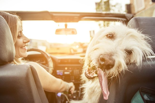 If-You-Live-In-This-Country,-It’s-Illegal-to-Drive-With-Your-Pet-in-the-Car_331376426_oneinchpunch