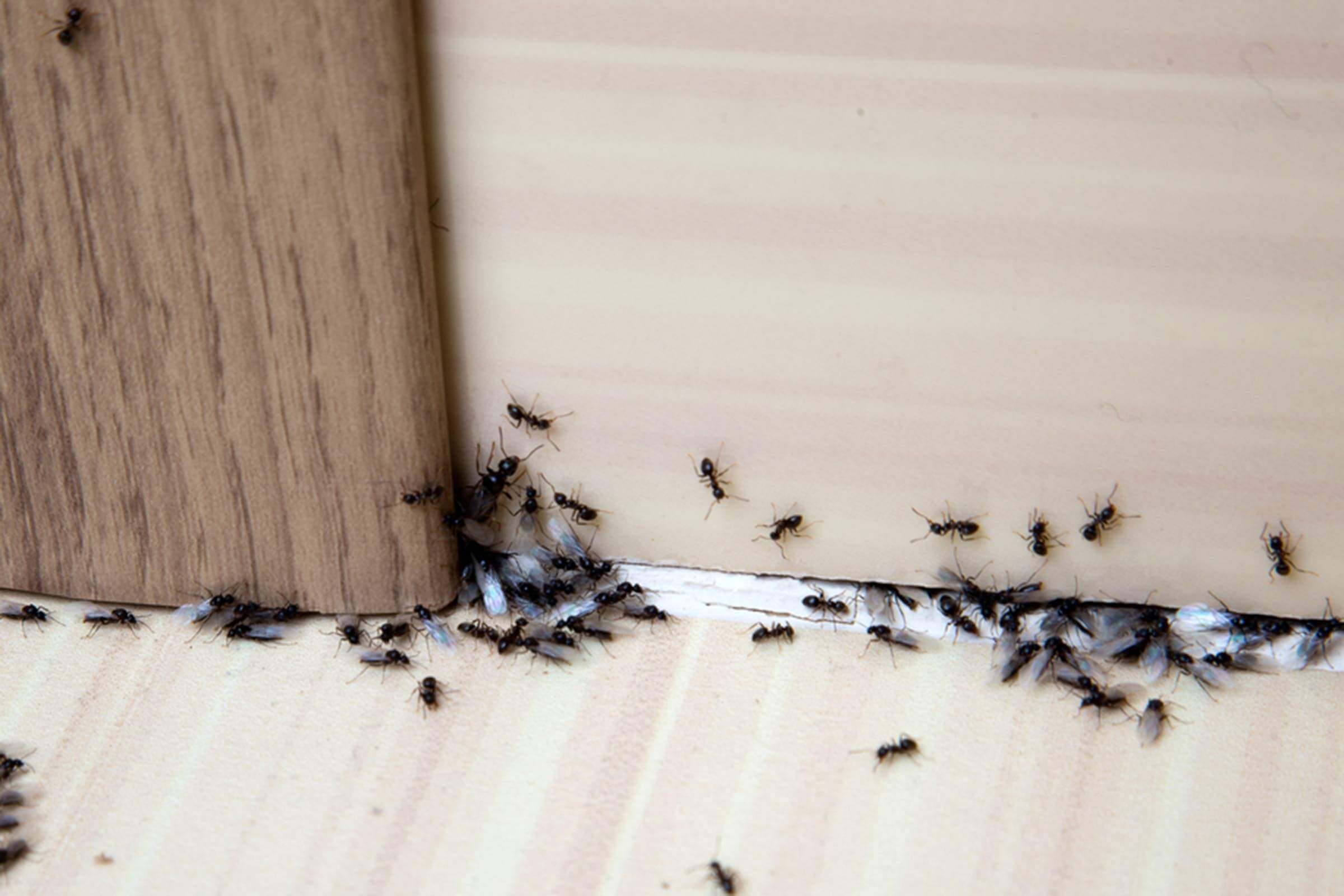 How To Get Rid Of Ants 13 Simple Solutions Reader S Digest