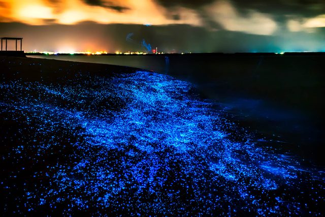 Welcome-to-Magical-Beach-Glows-in-Dark-222772474-PawelG-Photo-Shutterstock