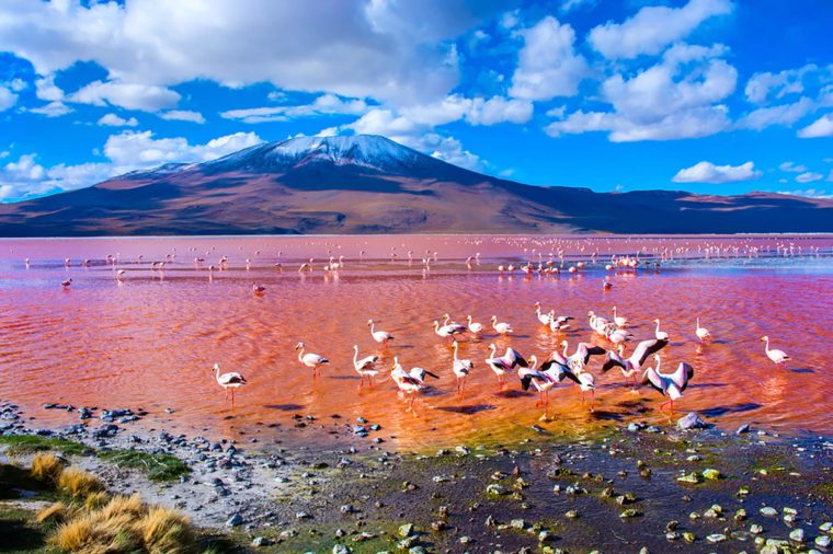 [Image: 01_Bolivia_Naturally-Beautiful-Pink-Lake...60x506.jpg]