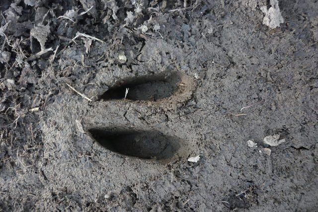 Deer-Footprint