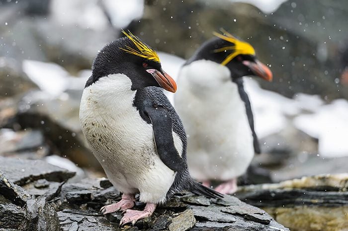 Monogamous animals penguins mate for life