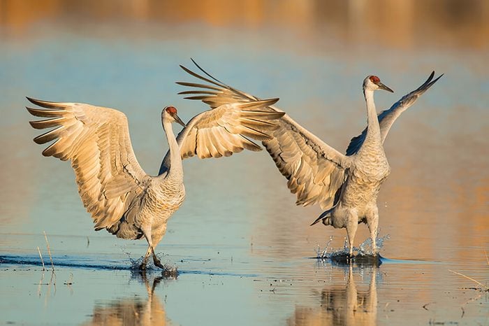 Monogamous animals cranes mate for life