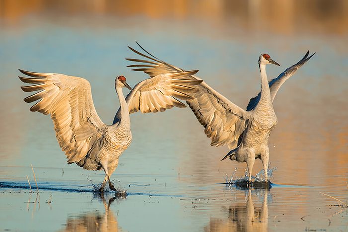 Monogamous animals cranes mate for life