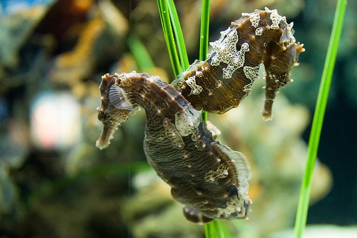 Monogamous animals seahorses mate for life