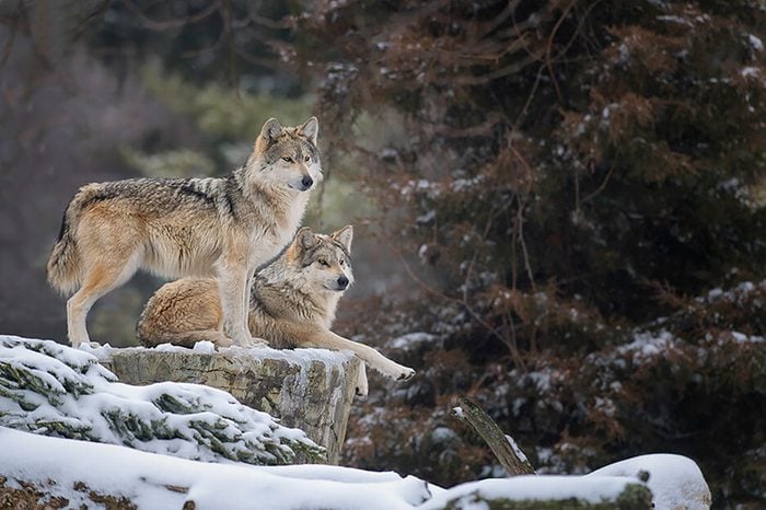 Monogamous animals wolves mate for life