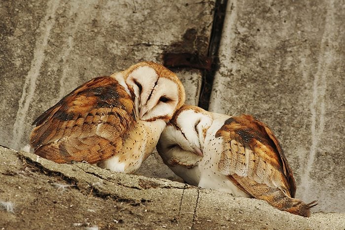 Monogamous animals owls mate for life