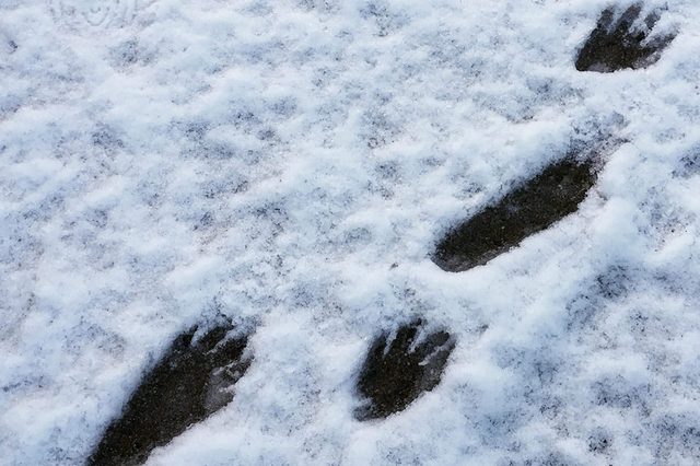 Raccoon-footprints
