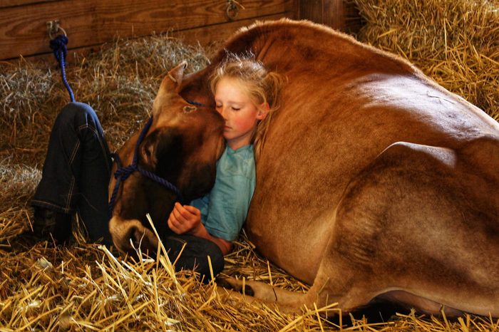 Little-girl-and-cow