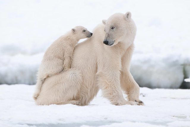 Polar-bear