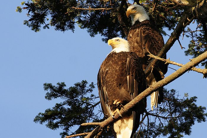 Monogamous animals eagles mate for life