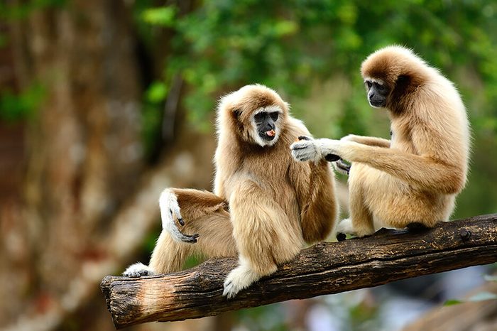 Monogamous animals gibbons mate for life