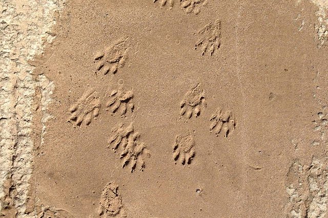 Beaver-footprints
