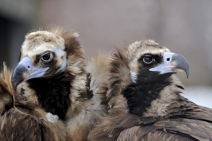 Monogamous animals black vultures mate for life