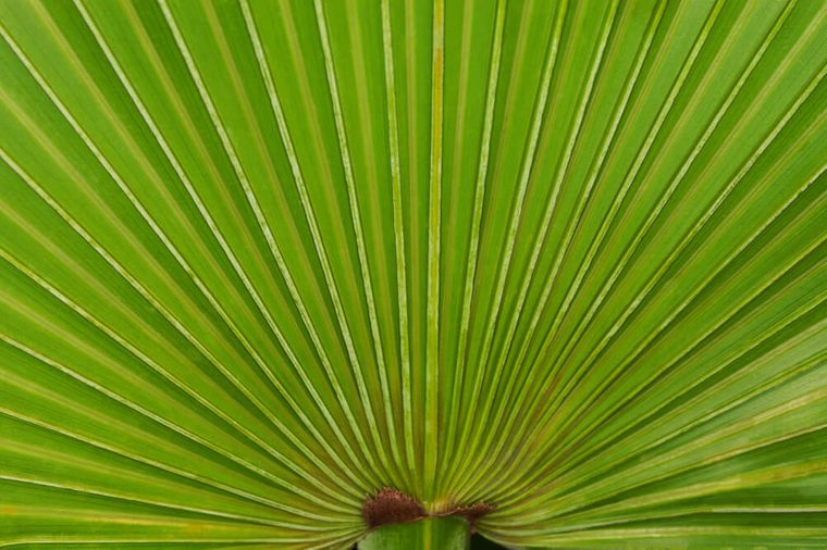 Close up of a saw palmetto frond