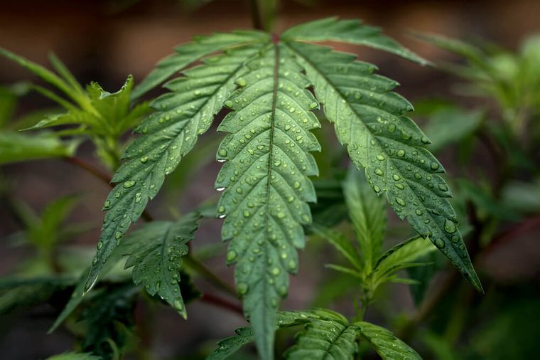 Cannabis Leaf Dew Drops