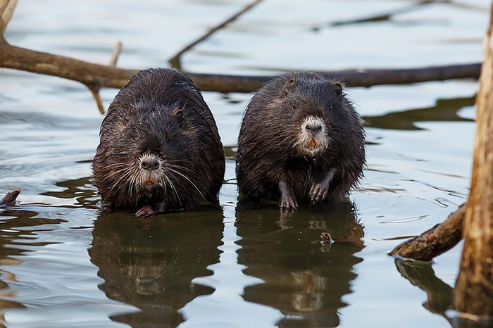 Monogamous animals beavers mate for life