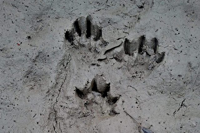 Otter-footprints